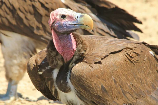 Lappet Faced Vulture Afrikaanse Wildlife Achtergrond — Stockfoto