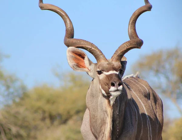 Kudu Antelope Contexto Vida Selvagem Africana — Fotografia de Stock