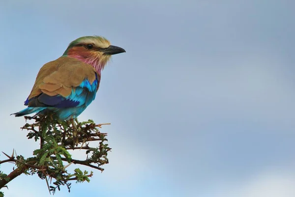 Lilac Gombolású Roller Afrikai Vadon Élő Bird Háttér Gyönyörű Blues — Stock Fotó