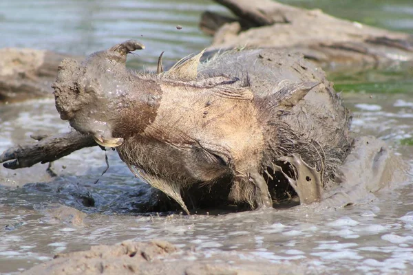 Warthog Afrika Yaban Hayatı Hayvanlar — Stok fotoğraf