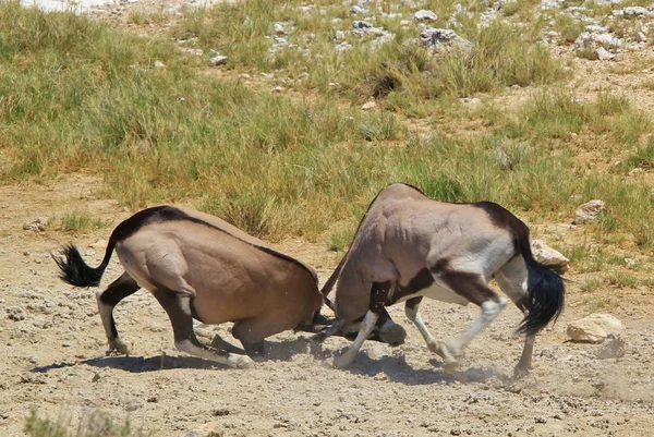 Oryxes Gemsboks African Wildlife Background Inglés Cuernos Poder Orgullo Reino —  Fotos de Stock