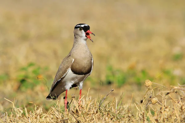 Gekroonde Plevier Afrikaanse Wilde Vogel Achtergrond — Stockfoto
