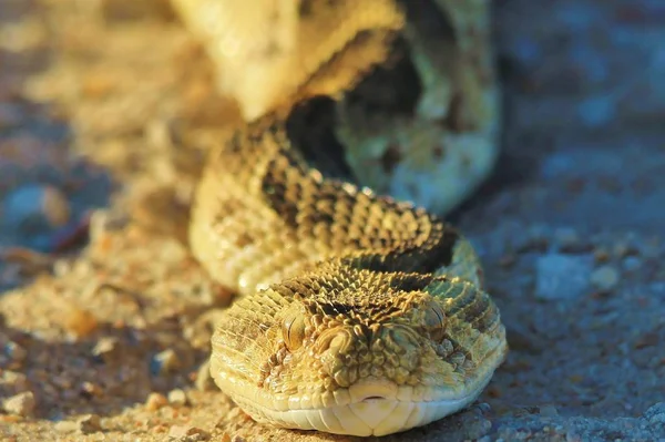 Night Adder Cobra Africana — Fotografia de Stock