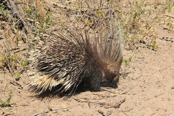 Stachelschwein Wildes Und Freies Nagetier Aus Afrika — Stockfoto