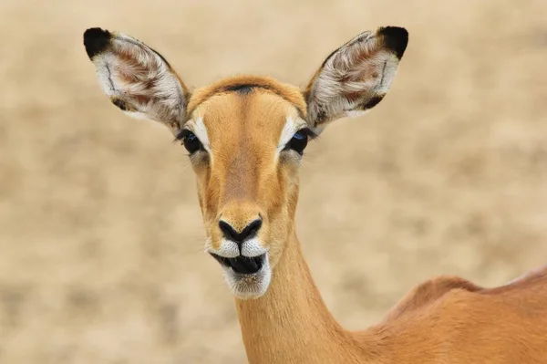 Impala Antelope Contexto Vida Selvagem Africana — Fotografia de Stock