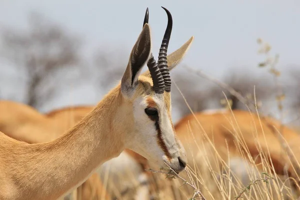 Springbockessen Afrikanische Tierwelt Hintergrund Goldene Geschwindigkeit — Stockfoto