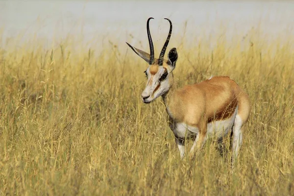 Springbock Wildtiere Aus Afrika — Stockfoto