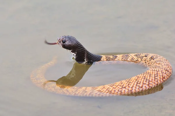 Night Adder Cobra Africana — Fotografia de Stock