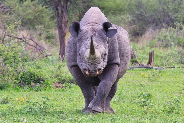 Black Rhino African Wildlife Background — Stock Photo, Image