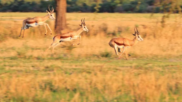 Springbok Antelopes on field. African Wildlife Background.
