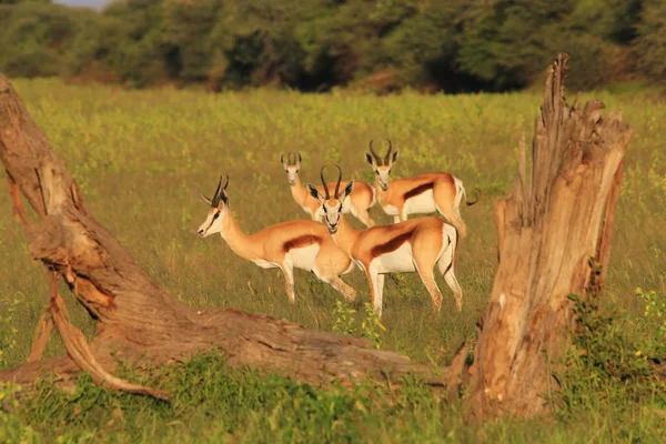 Springbok Antelopes Campo Contexto Vida Selvagem Africana — Fotografia de Stock