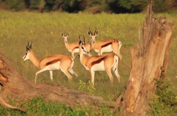 Springbok Antelopes Campo Contexto Vida Selvagem Africana — Fotografia de Stock