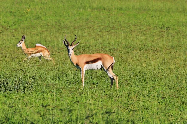 Springbok Antelopes Campo Contexto Vida Selvagem Africana — Fotografia de Stock