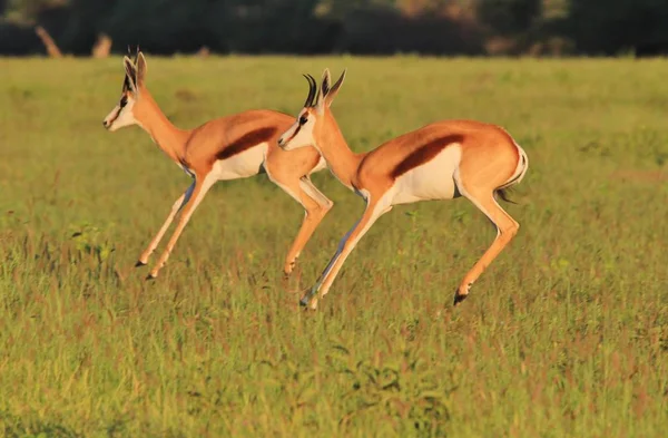 Springbok Antelopes Campo Contexto Vida Selvagem Africana — Fotografia de Stock