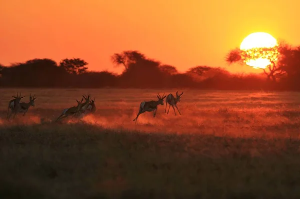 Antelopy Springbok Biegną Podczas Zachodu Słońca Afrykańskie Tło Dzikiej Przyrody — Zdjęcie stockowe