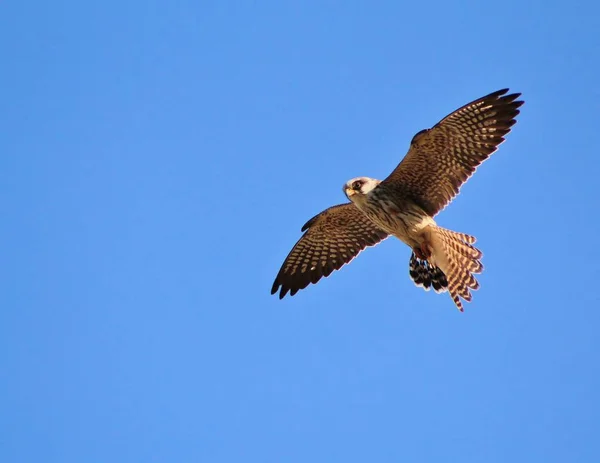 Een Wilde Afrikaanse Vogel Lanner Valk — Stockfoto