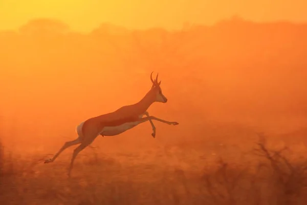 Springbok Bieganie Podczas Zachodu Słońca Afrykańskie Tło Dzikiej Przyrody Złota — Zdjęcie stockowe