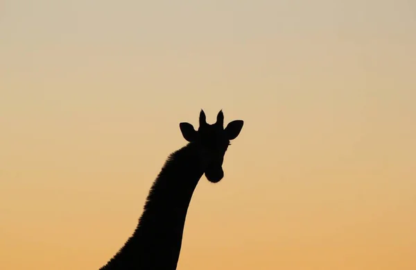 Girafa Silhueta Fundo Vida Selvagem Africana Cores Pôr Sol Bela — Fotografia de Stock
