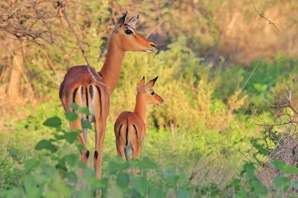 Impala Antelopes. African Wildlife Background.
