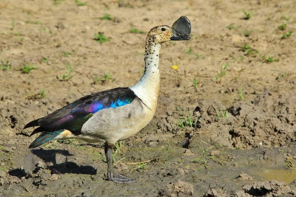 Knop Gefactureerde Eend Kam Eend — Stockfoto