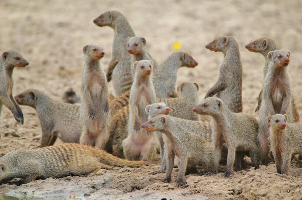 Nce Mongoose Afrika Yaban Hayatı — Stok fotoğraf