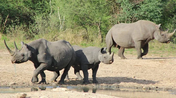 Wildlife Africa Very Rare Endangered Black Rhinos — Stock Photo, Image