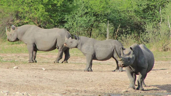 Wildlife Africa Very Rare Endangered Black Rhinos — Stock Photo, Image