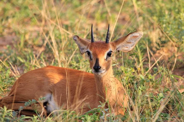 Impala Antelopes Africano Fauna Selvatica Sfondo — Foto Stock