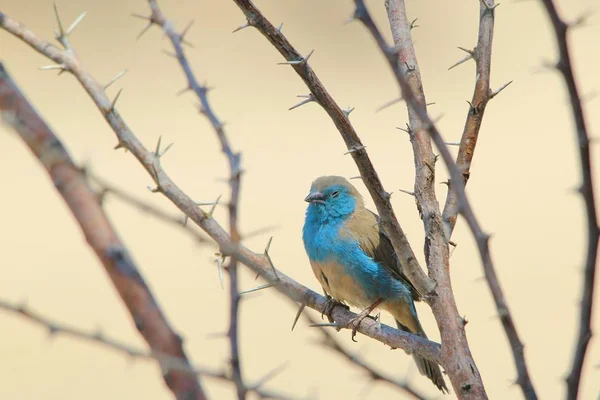 Kék Waxbill Alszik Afrikai Vadon Élő Bird Háttér Gyönyörű Színek — Stock Fotó