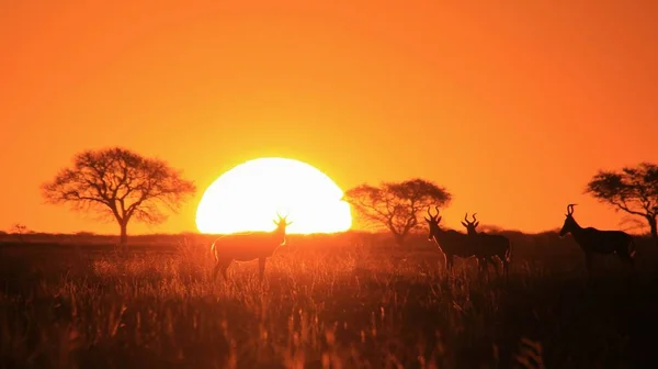 Σπρίνγκμποκ Αντλόις Τρέχει Κατά Ηλιοβασίλεμα Αφρικανικό Φόντο Άγριας Ζωής — Φωτογραφία Αρχείου