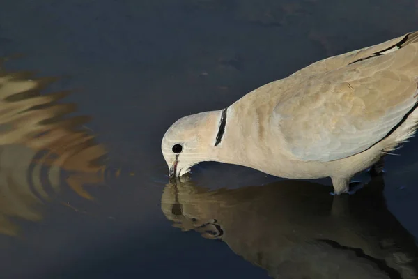 Emerald Spotted Dove Wild Bird Background — Stock Photo, Image