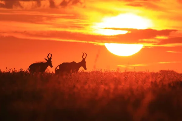 Antelopy Springbok Biegną Podczas Zachodu Słońca Afrykańskie Tło Dzikiej Przyrody — Zdjęcie stockowe