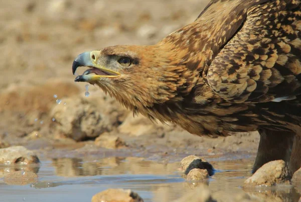 Tawny Eagle Beber Água Antecedentes Pássaros Selvagens África — Fotografia de Stock