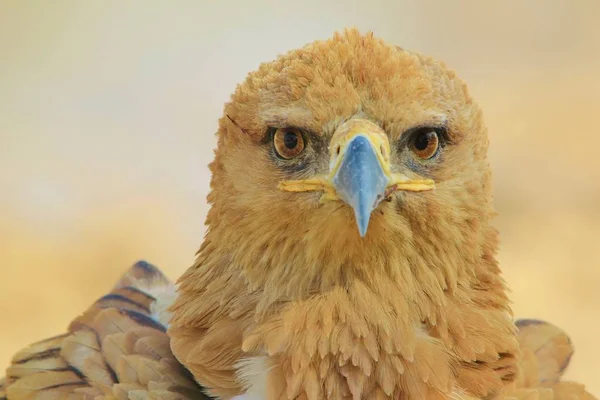 Bateleur Eagle Wilde Vogel Uit Afrika — Stockfoto