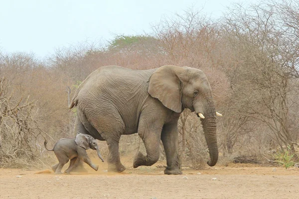 Słonie Dziczy Namibii Południowo Zachodniej Afryce — Zdjęcie stockowe