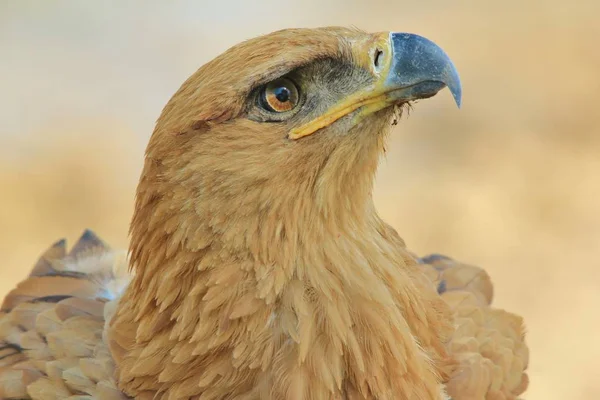 Tawny Eagle Wilde Vogel Achtergrond Uit Afrika — Stockfoto