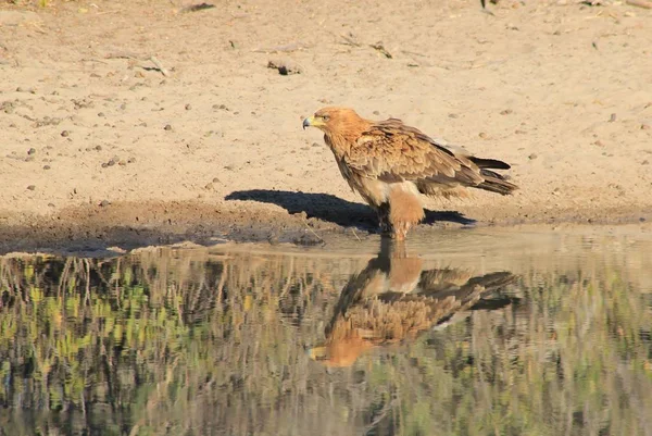 Seeadler Wildvogel Hintergrund Aus Afrika — Stockfoto