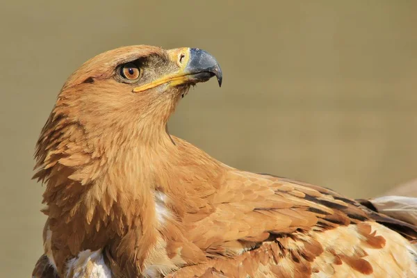 Tawny Eagle Vild Fågel Bakgrund Från Afrika — Stockfoto