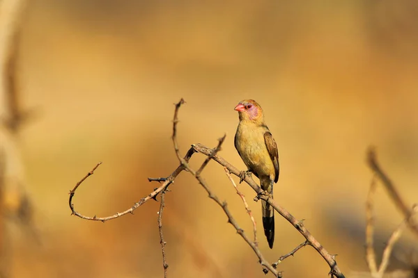 Blue Waxbill Afrikai Wild Bird Háttér Szépség Kis Csomagok — Stock Fotó