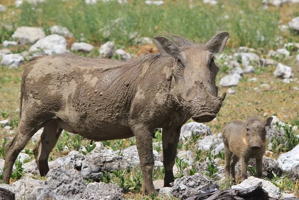 Warthog Afrika Yaban Hayatı Hayvanlar — Stok fotoğraf