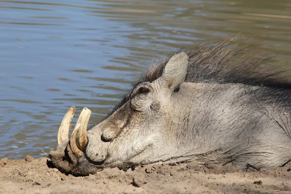 Grey Warthog African Wildlife — Stock Photo, Image