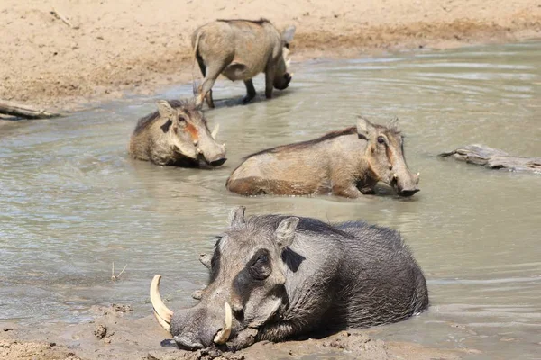 Grey Warthog Vida Silvestre Africana —  Fotos de Stock