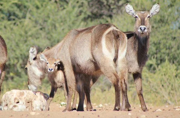 水巴克 非洲野生动物背景 — 图库照片