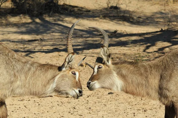 Waterbuck Fondo Africano Vida Silvestre —  Fotos de Stock