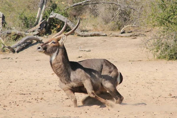 Waterbuck Wildlife Africa Fantastic Shot Bull Realizes Danger Present Photographed — Stock Photo, Image