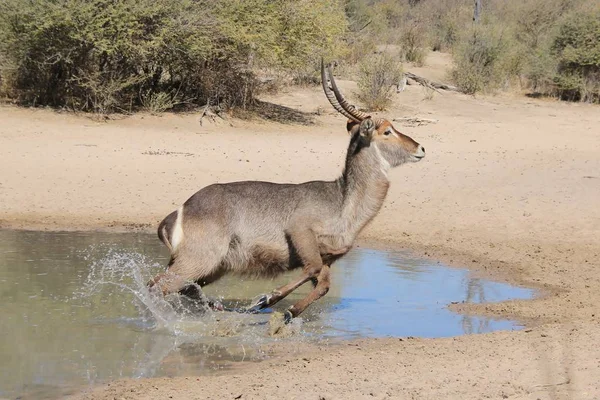 Waterbuck Vida Silvestre África Tiro Fantástico Que Este Toro Cuenta —  Fotos de Stock