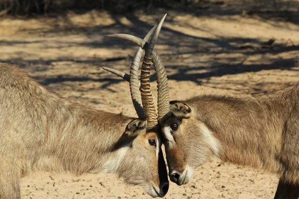 Waterbuck Afrikai Vadvilág Háttér — Stock Fotó