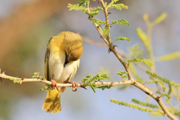 Tejedor Enmascarado Negro Sureño Durmiendo Fondo Aves Silvestres Africanas —  Fotos de Stock