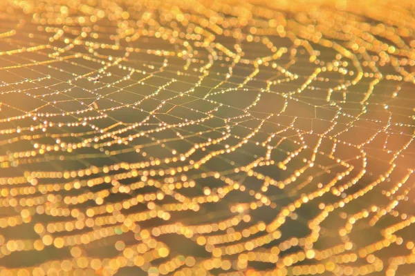 Örümcek Örümcek Ağı. Karmaşık tasarım Doğa Arka Plan. Altın Küre Web Weaver Örümcek ağı
