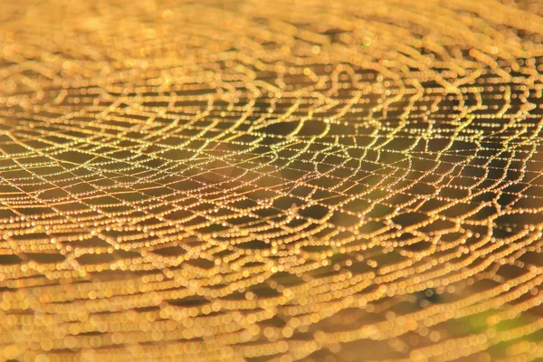 Spider Cobweb Nature Contexte Conception Complexe Orbe Web Weaver Spider — Photo
